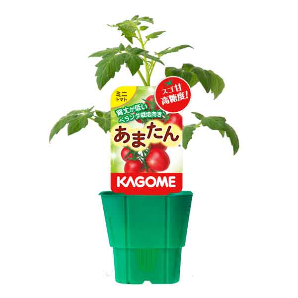 園芸ネット本店｜トマトのかんたん栽培セット：ミニトマト：あまたん(R