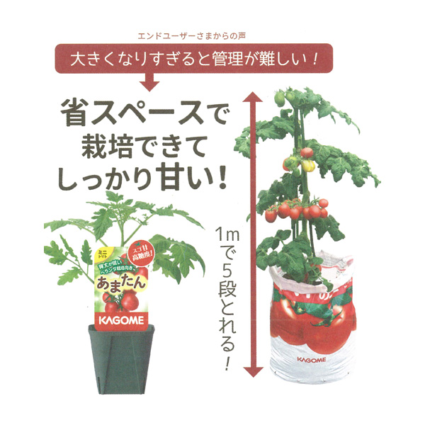 園芸ネット本店｜トマトのかんたん栽培セット：ミニトマト：あまたん(R