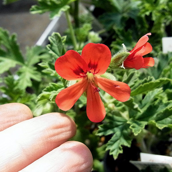 園芸ネット本店｜ニオイゼラニウム：ミセステイラー3号ポット の通販