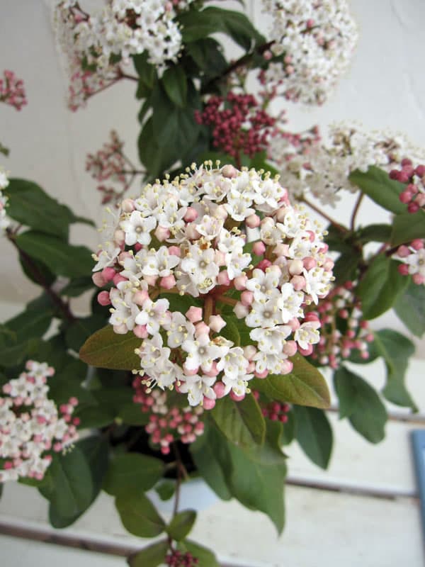 園芸ネット本店｜ビバーナム：ティヌス樹高1m根巻きまたは地中ポット