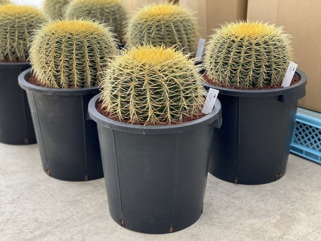 園芸ネット本店｜サボテンの王様：金シャチ（キンシャチ・金鯱）12号