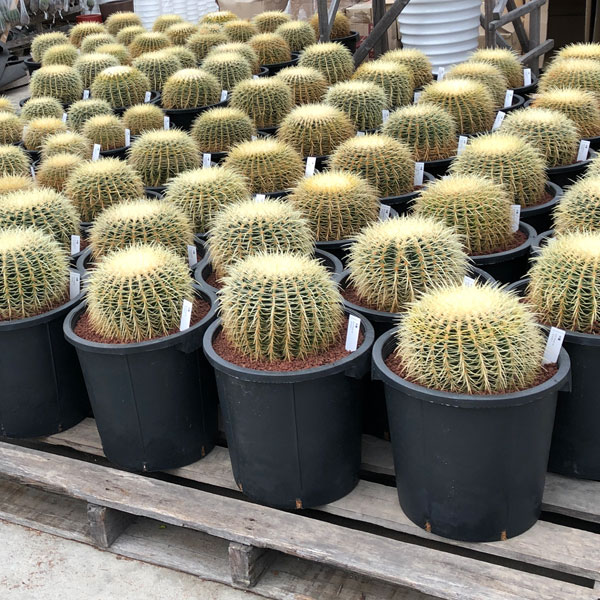 園芸ネット本店｜サボテンの王様：金シャチ（キンシャチ・金鯱）12号