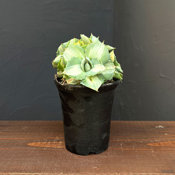 園芸ネット本店｜アガベ：王妃雷神錦（おうひらいじんにしき）3.5号 の