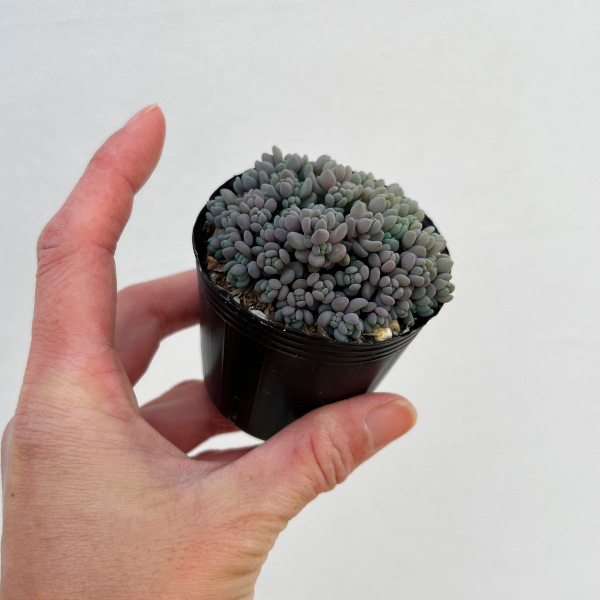 園芸ネット本店｜セダム： パープルヘイズ2号ポット 6株セット の通販