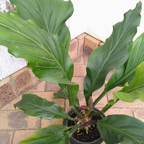 園芸ネット本店｜アンスリウム：フーケリー5号鉢植え の通販【公式】