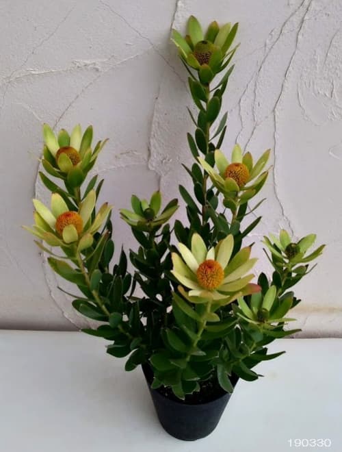 園芸ネット本店｜リューカデンドロン：サマーサン 5号ポット の通販