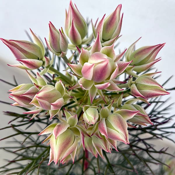 園芸ネット本店｜セルリア（ジョーイセルリア）：プリティピンク6号