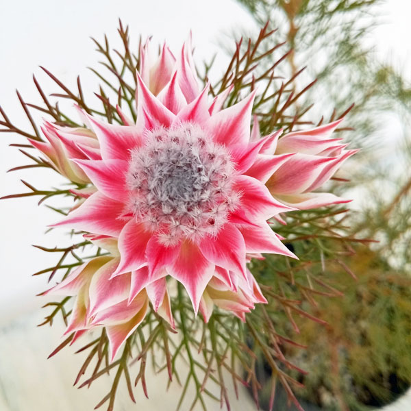 園芸ネット本店｜セルリア（ジョーイセルリア）：プリティピンク6号