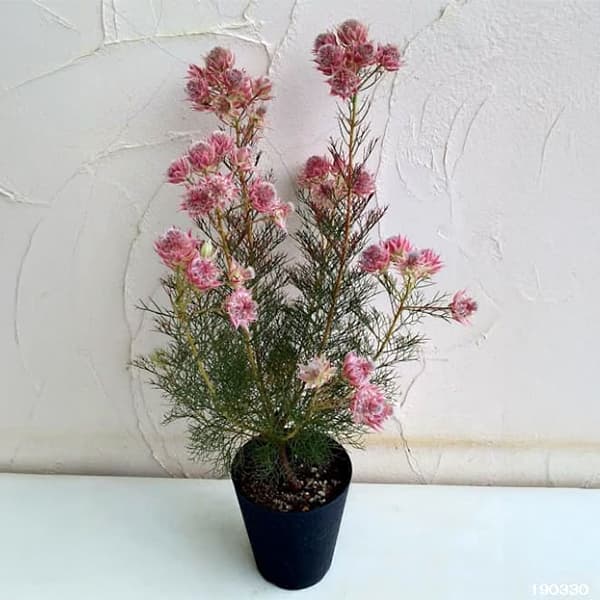 園芸ネット本店｜（わけあり特価）セルリア（ジョーイセルリア