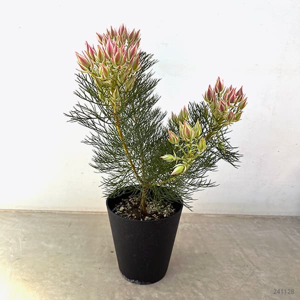 園芸ネット本店｜（わけあり特価）セルリア（ジョーイセルリア