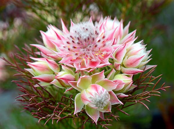 園芸ネット本店｜（わけあり特価）セルリア（ジョーイセルリア