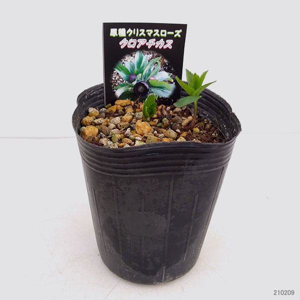 園芸ネット本店｜クリスマスローズ（原種）：クロアチカス3号ロング