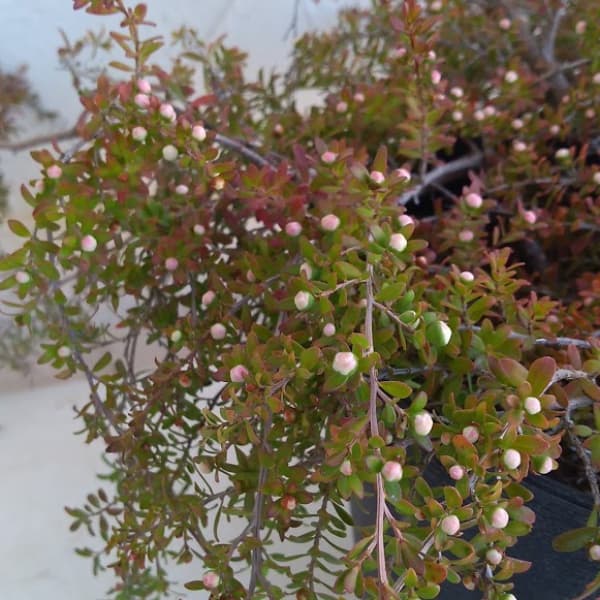 園芸ネット本店｜レプトスペルマム：バーチカルドロップ6号鉢植え の