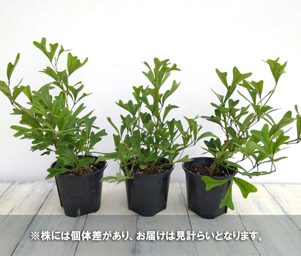 園芸ネット本店｜シェフレラ：トライアンギュラリス 3.5号 の通販【公式】