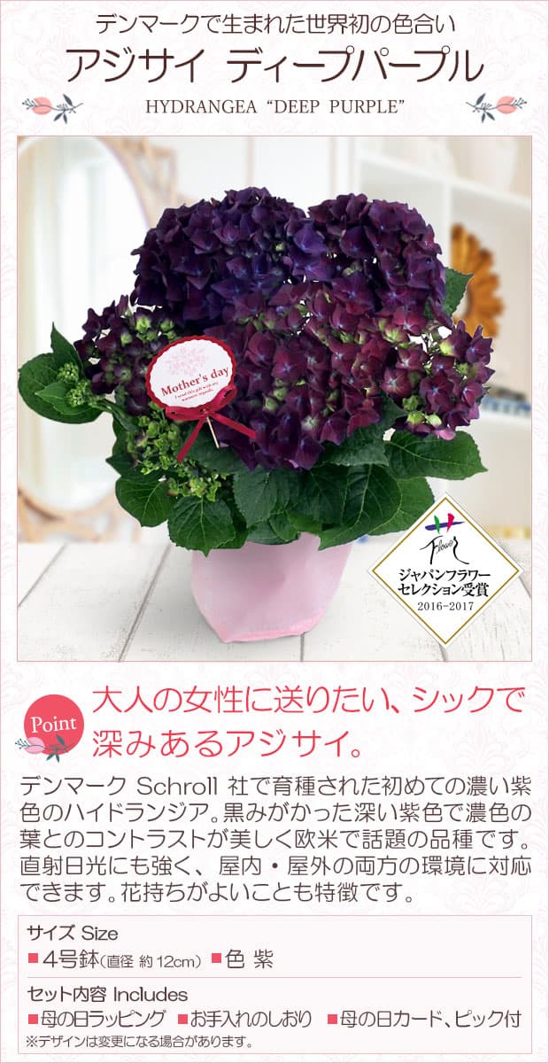 園芸ネット本店｜[2019年遅れてごめんね母の日ギフト]アジサイ