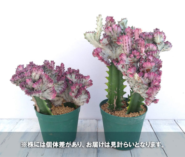 園芸ネット本店｜ユーフォルビア・ラクティア 春峰（赤）4.5号ポット