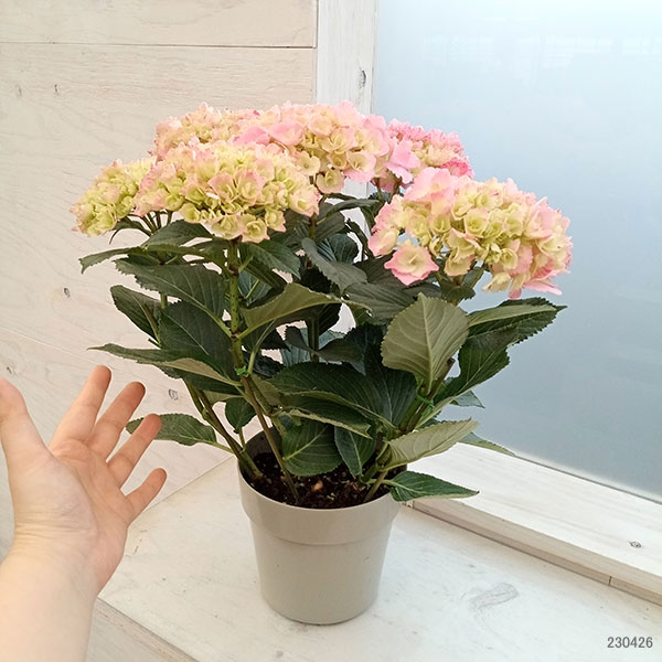 園芸ネット本店｜アジサイ：スプラッシュ（ピンク） 5号鉢植え の通販