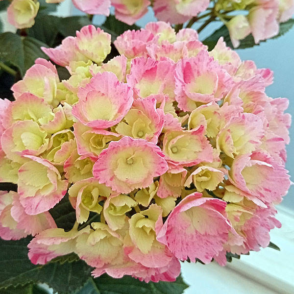 園芸ネット本店｜アジサイ：スプラッシュ（ピンク） 5号鉢植え の通販