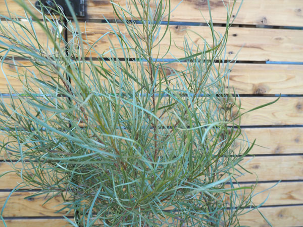 園芸ネット本店｜グレビレア：エンドリチェリアナ6-7号鉢植え の通販