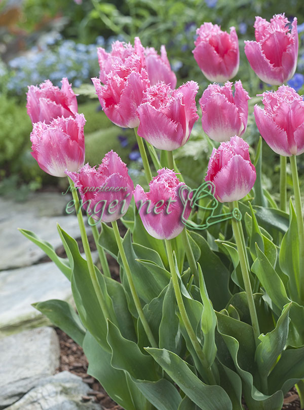 球根】ラブラドール 3球 チューリップ レア品種 ボルドー フリンジ咲き