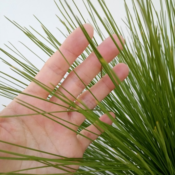 園芸ネット本店｜ダイオウショウ（大王松）5号鉢植え の通販【公式】