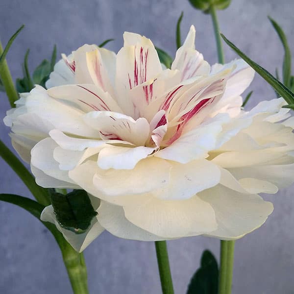 園芸ネット本店｜ラナンキュラス：ラックス ニノス6号鉢植え の通販