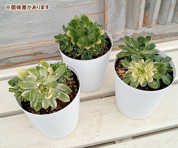 園芸ネット本店｜アエオニウム：愛染錦（あいぜんにしき）3.5号ポット