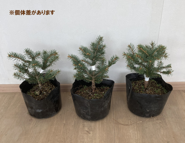 園芸ネット本店｜ピセアプンゲンス（プンゲンストウヒ）：グラウカ