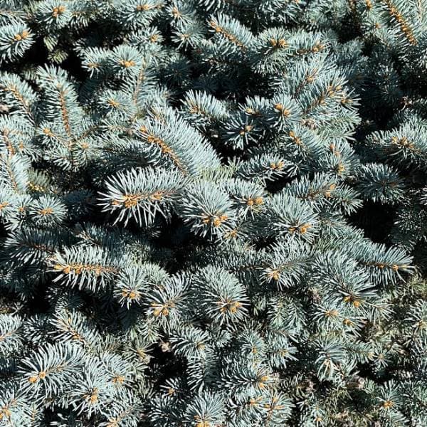 園芸ネット本店｜ピセアプンゲンス（プンゲンストウヒ）：グラウカ