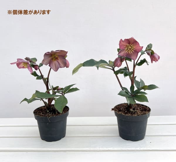 園芸ネット本店｜クリスマスローズ：*HGC Ice N'roses 氷の薔薇 ローズ