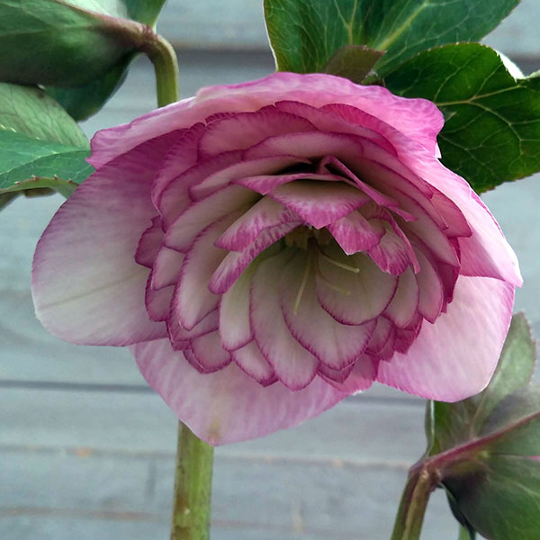 園芸ネット本店｜クリスマスローズ：*オーロラ プリマドレス4.5号