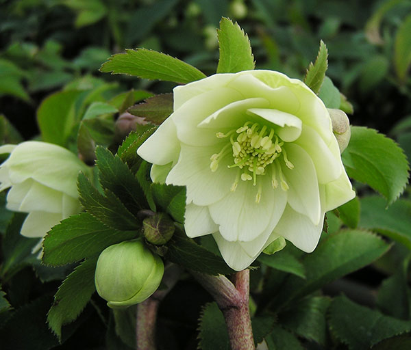 園芸ネット本店｜クリスマスローズ：*プチドール沙羅（さら）4.5号