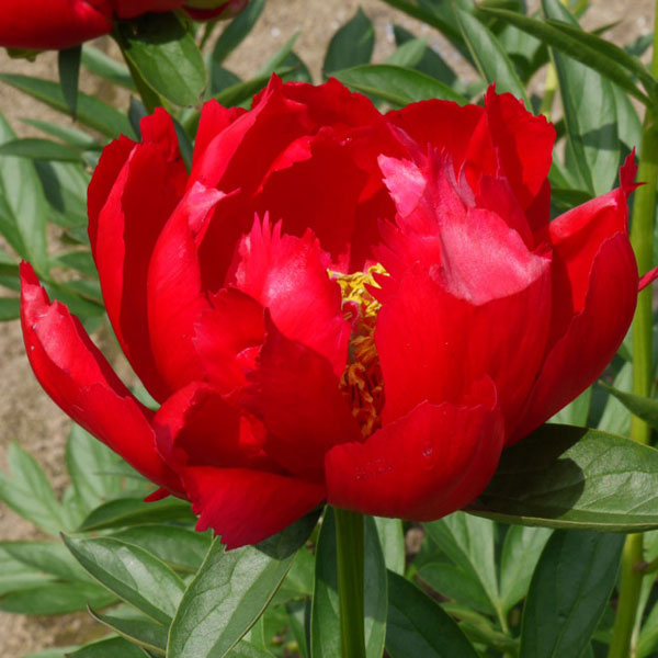 芍薬 シャクヤク 芍薬 「フェスティバマキシマ」10号鉢 鉢植え 園芸