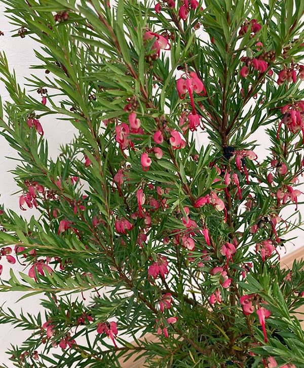 園芸ネット本店｜グレビレア：ジョンエバンス7号ポット植え* の通販