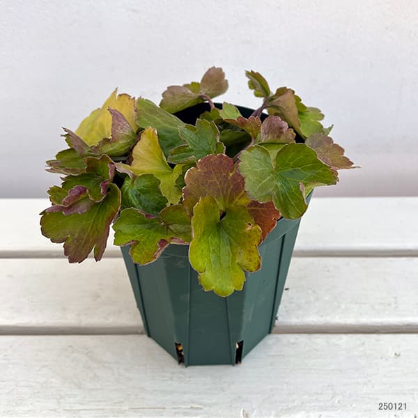 園芸ネット本店｜ラナンキュラス：ラックス アリアドネ5号鉢（夏越し