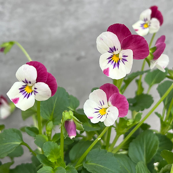 園芸ネット本店｜見元園芸さんのビオラ：春の恋3-3.5号ポット の通販