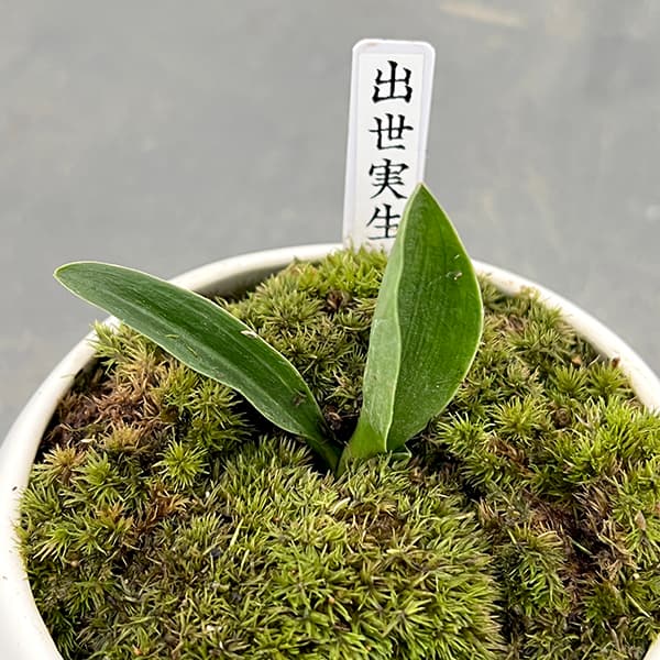 園芸ネット本店｜[ギフトに]オモト（万年青）：出世実生・鉢植え