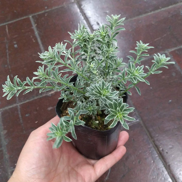 園芸ネット本店｜ウエストリンギア：スモーキー2.5-3号ポット 2株