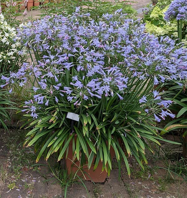 園芸ネット本店｜アガパンサス：サマーラブブルー4号ポット* 6株セット