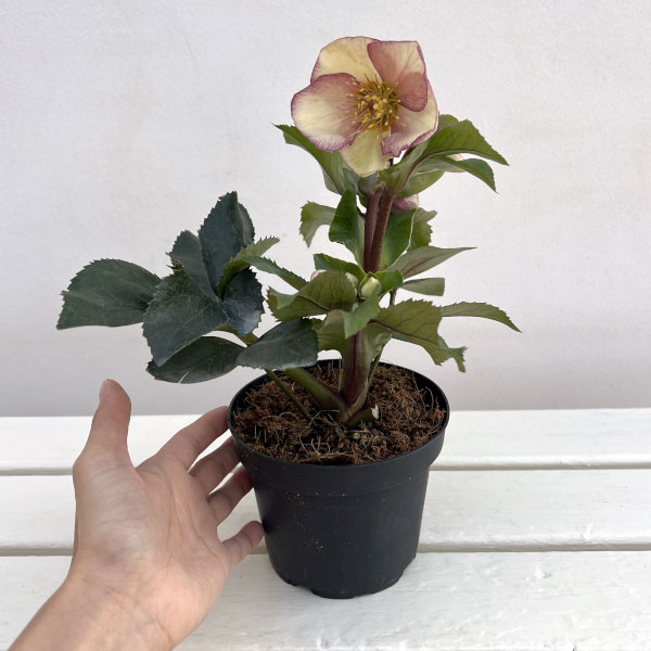 園芸ネット本店｜クリスマスローズ：*HGC Ice N'roses 氷の薔薇