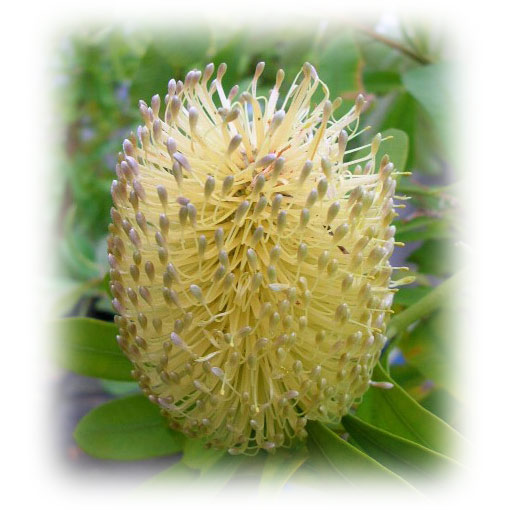 園芸ネット本店｜バンクシア：コーストバンクシア6号鉢植え の通販【公式】