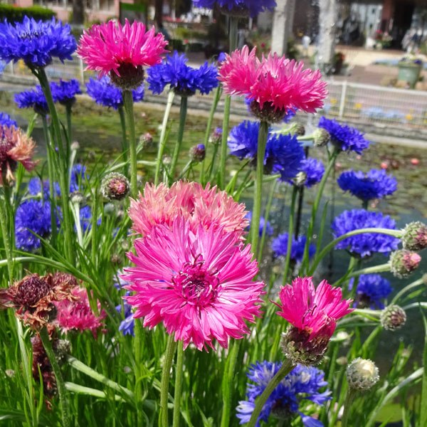 園芸ネット本店｜矢車草・高性レッド3号ポット 2株セット の通販【公式】