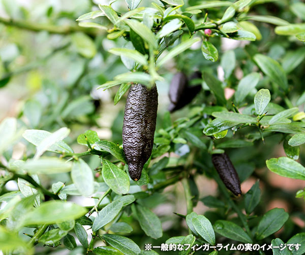 園芸ネット本店｜フィンガーライム：コレット4.5-5号ポット の通販【公式】