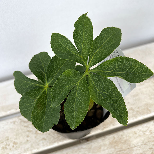 園芸ネット本店｜曽田園芸さんのクリスマスローズ：ダブルパープル系