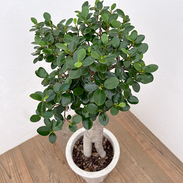 園芸ネット本店｜パンダガジュマル 8号鉢植え* の通販【公式】