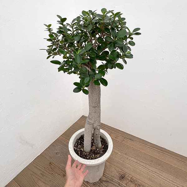 園芸ネット本店｜パンダガジュマル 8号鉢植え* の通販【公式】