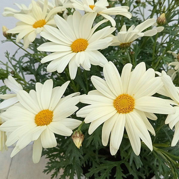 園芸ネット本店｜マーガレット：デイジーイエロー5号鉢植え の通販【公式】