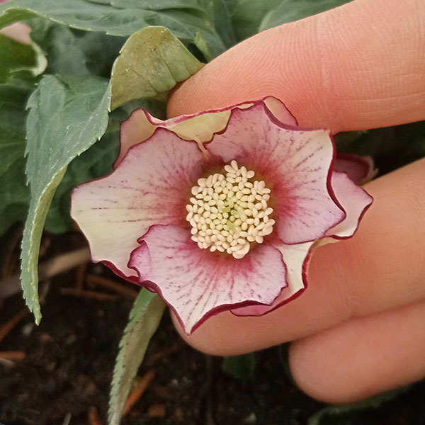 園芸ネット本店｜クリスマスローズ：*プチドール彩（あや）5号鉢 の