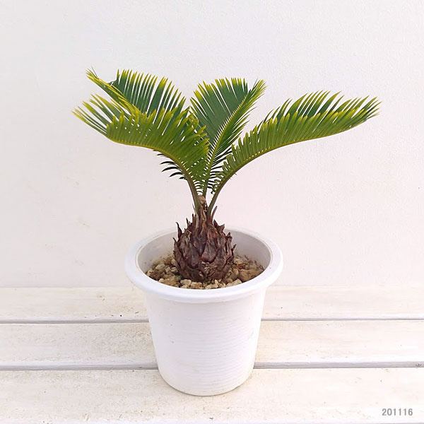 園芸ネット本店｜金環ソテツ5号鉢植え の通販【公式】