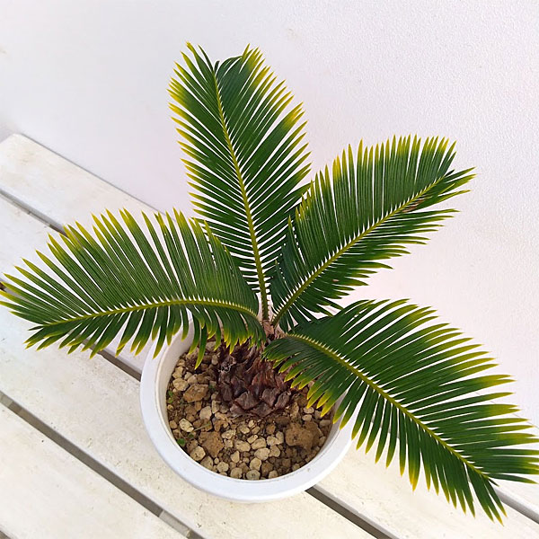 園芸ネット本店｜金環ソテツ5号鉢植え の通販【公式】